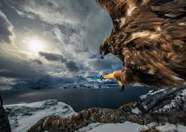 See The Winners Of Wildlife Photographer Of The Year 2019 Nature wallpapers hd 4k ultra hd 16:10 3840x2400 sort wallpapers by: wildlife photographer of the year 2019