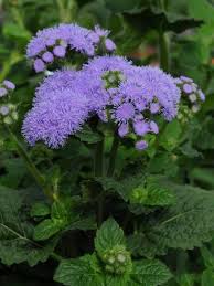 Maybe you would like to learn more about one of these? 20 Perfect Flowers For Cutting Gardens Hgtv