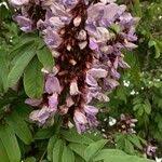 Image result for Millettia grandis