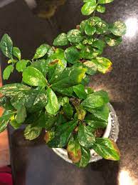 It has glossy leaves, easily branches and blooms periodically all the year. How Do I Keep The Leaves On My Fukien Tea Bonsai From Turning Brown And Or Falling Off Gardening Landscaping Stack Exchange