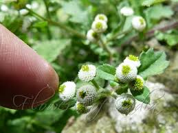 Image result for Dichrocephala