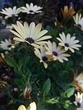 Image result for Osteospermum monocephalum