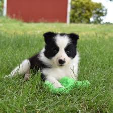 Black And Brown Border Collie Puppy Shep The Black And White Border Collie Puppy Playing With His Toy Bordercollie Bordercolliepuppy Schattig