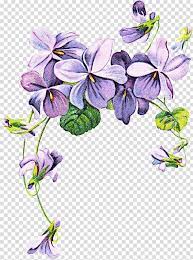 Botanical hand drawn vector illustration. Drawing Of Family African Violets Sweet Violet Pansy Flower Purple Houseplant Petal Transparent Backg Flower Drawing Violet Flower Tattoos Violet Tattoo