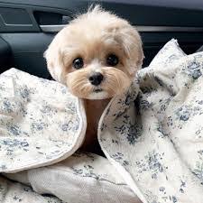 Amanda Rapson's Instagram, Twitter & Facebook