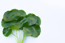 Image result for Centella asiatica