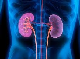 We did not find results for: Insuffisance Renale Prendre Soin De Ses Reins Pour Eviter La Dialyse Pourquoi Docteur