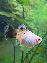 Platy Not Breeding (But Interested In My Female Betta) - Fish Breeding -  C.A.R.E.