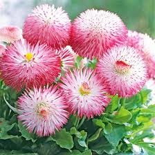 Image result for Bellis