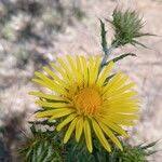 Image result for Berkheya spekeana