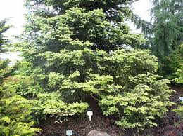 Abies pinsapo 'aurea' golden spanish fir. Plantfiles Pictures Spanish Fir Golden Spanish Fir Aurea Abies Pinsapo By Jnana