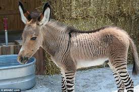 Maybe you would like to learn more about one of these? Did You Know There S An Animal Called Zonkey Gustavo Mirabal Castro