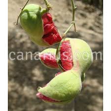 Image result for Pithecellobium dulce