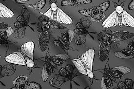 Black And White Insect With Wings Moth Fabric Grey Moths By Jadegordon Moth Black White Bug Insect Wing Collection Cotton Fabric B Insect Wings Fabric Spoonflower