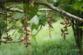 Image result for Faurea racemosa