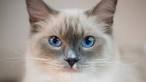 How Much Do Ragdoll Cats Cost? | Cuteness