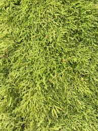 Image result for Selago cecilae