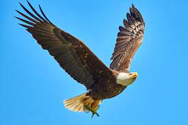 Browse 6,109 bald eagle in flight stock photos and images available or search for american bald eagle in flight to find more great stock photos and pictures. Eagle In Flight Pictures Download Free Images On Unsplash