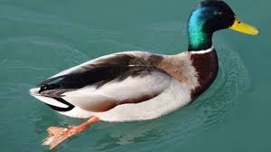 Paruhnya berbentuk lebar dan mengandung lamellae yang berguna sebagai penyaring makanan. Kelas 06 Ipa Ciri Khusus Hewan Bebek Dan Landak Youtube