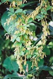 Image result for Dioscorea quartiniana