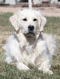 Windy knoll goldens offers limited registration american kennel club (akc) golden retriever puppies for sale. White European Golden Retriever Golden Retriever Retriever Golden Retriever White