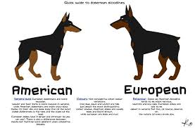Doberman Difference We Are Having European Dobermanns