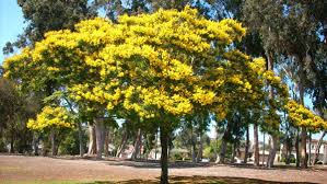 Image result for Peltophorum pterocarpum