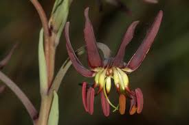 Image result for Ornithoglossum