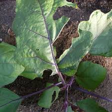 ナスの葉が虫食いに やさいのいろは
