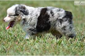 Theo Toy Australian Shepherd Australian Shepherd Toy Australian Shepherd Aussie Puppies For Sale