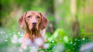 That's why we've teamed up with starwood, who have. Hookworms And Your Dog Vets4pets