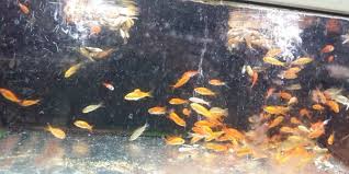 Maybe you would like to learn more about one of these? Petition Tell Walmart To Stop Selling Live Pets San Luis Obispo Ca