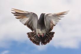 Maybe you would like to learn more about one of these? How To Get Rid Of Pigeons Without Hurting Them Bugwiz