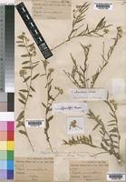 Image result for Polygala sphenoptera