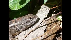 The Texas Spiny Lizard A Garden Friend Youtube When it sticks out its throat, it is quite large and is dark red with a gold band around the.