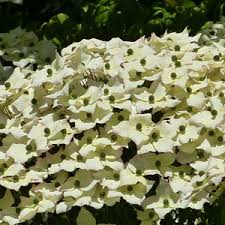 Maybe you would like to learn more about one of these? Best Spring Flowering Trees For Northern Virginia Green Vista Tree Care