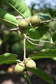Image result for Diospyros