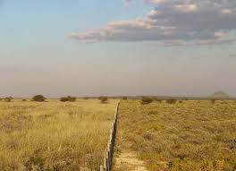 Image result for Eriocephalus luederitzianus