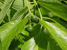 Image result for Celtis