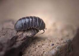 This Is Why Your House Might Suddenly Be Full Of Woodlice Wales Online