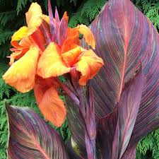 Check spelling or type a new query. Canna Tropicanna Plants For Sale Free Uk Delivery