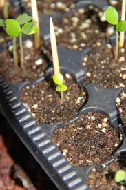 Image result for Scutia