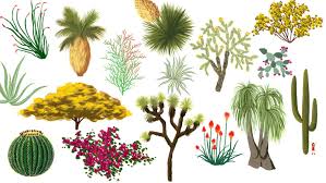 Check description of plant parts such as root, stem, leaf, fruit, flowers in this article. California Desert Plants An Illustrated Guide Curbed La