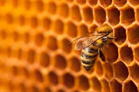 Trapping is usually not practica. How Long Do Honey Bees Live