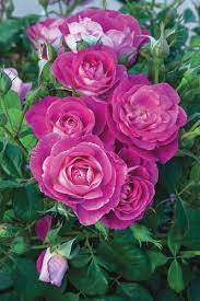 Rosa Floribunda Easy To Please Root Roses Floribunda Rose Rose Flower Colors