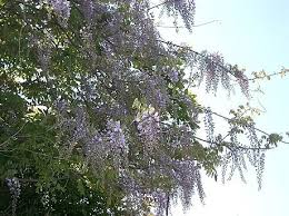 Texas purple japanese wisteria, wisteria floribunda 'texas purple' chinese wisteria light needs: Japanese Wisteria Invasive Plants Of Maryland Inaturalist