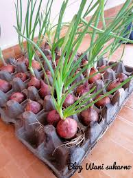 1.2 tanam bawang putih hidroponik. Homegrown Daun Bawang Dan Taugeh