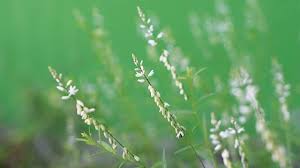 Di atas hamparan padang rumput ini tak jarang pengunjung yang membuat tenda dan camping disini. Rumput Mutiara Berpotensi Sebagai Obat Antikanker Greeners Co