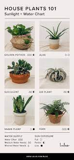 Indoor House Plants 101 An Easy Care Guide Lulus Com Fashion Blog House Plant Care Easy House Plants Easy Care Plants