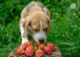 If you give a dog some orange, only give a few segments, not an entire orange. Can Dogs Eat Fruit A Guide To What Fruit Dogs Can Eat